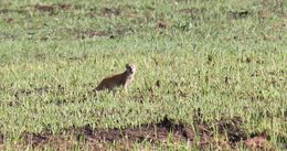 Image of Yellow Mongoose