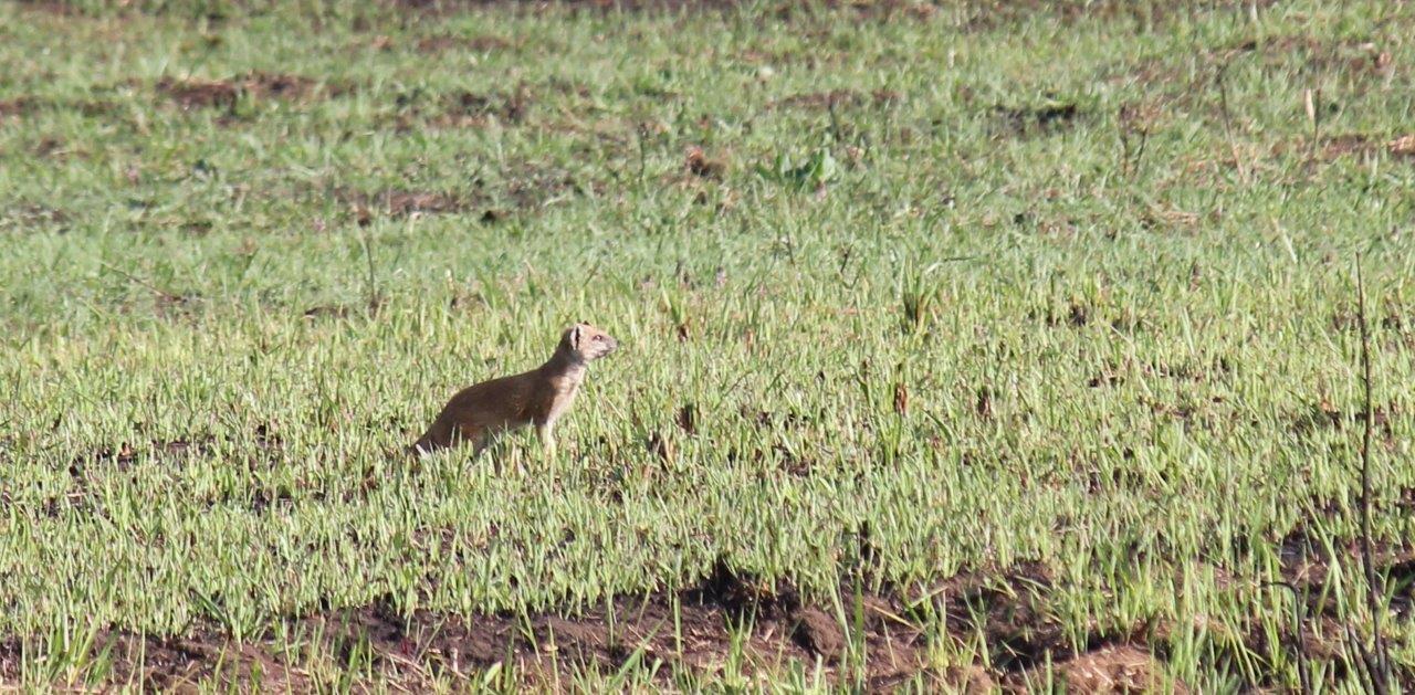 Image of Yellow Mongoose