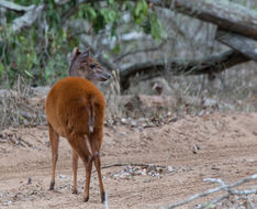 Image of Natal Duiker