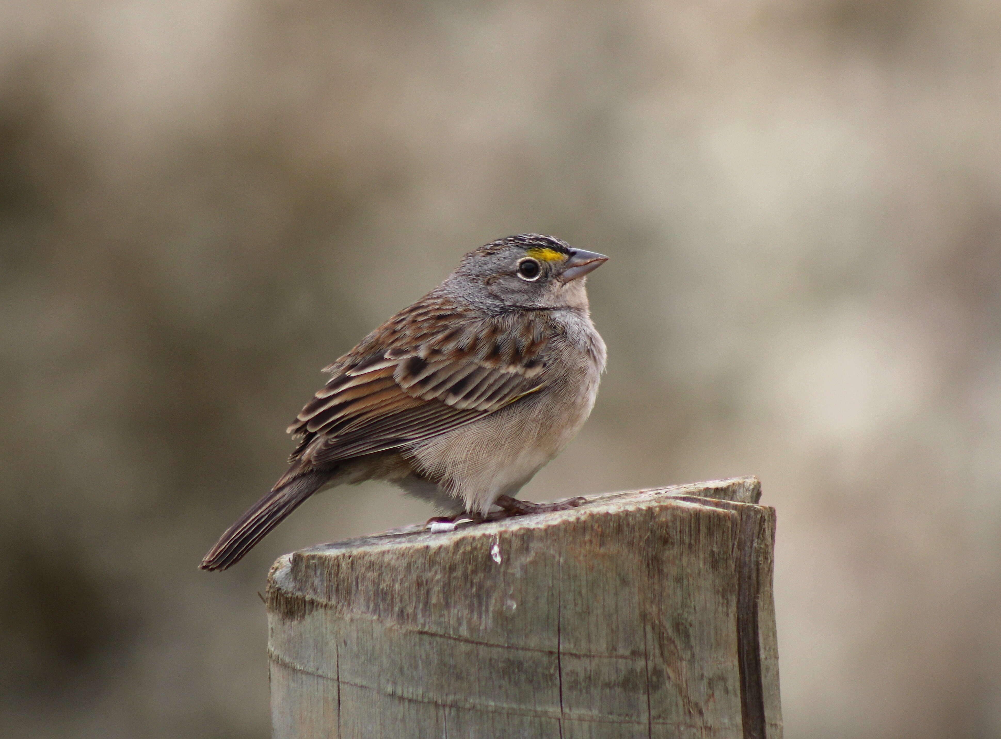 Image of Grassland Sparrow