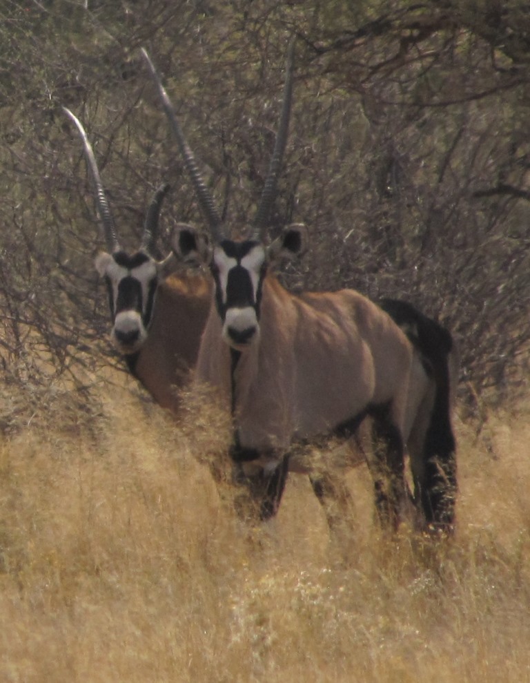 Image of Gemsbok