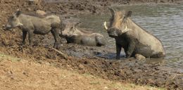 Image of Common Warthog