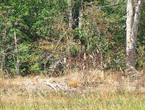 Image of Bushbuck