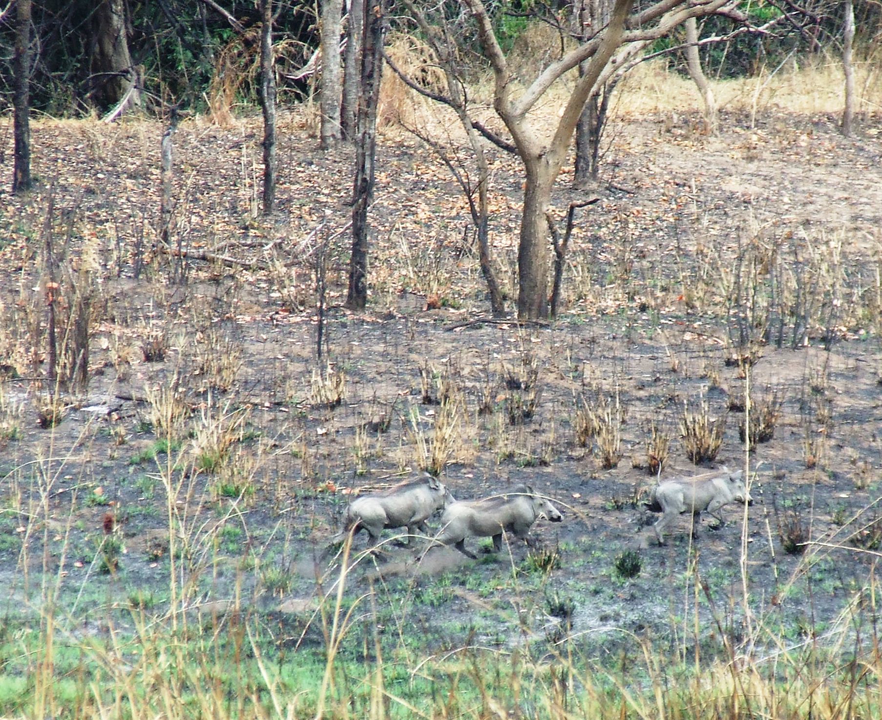 Image of Common Warthog