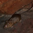 Image of Rudd's Bristle-furred Rat
