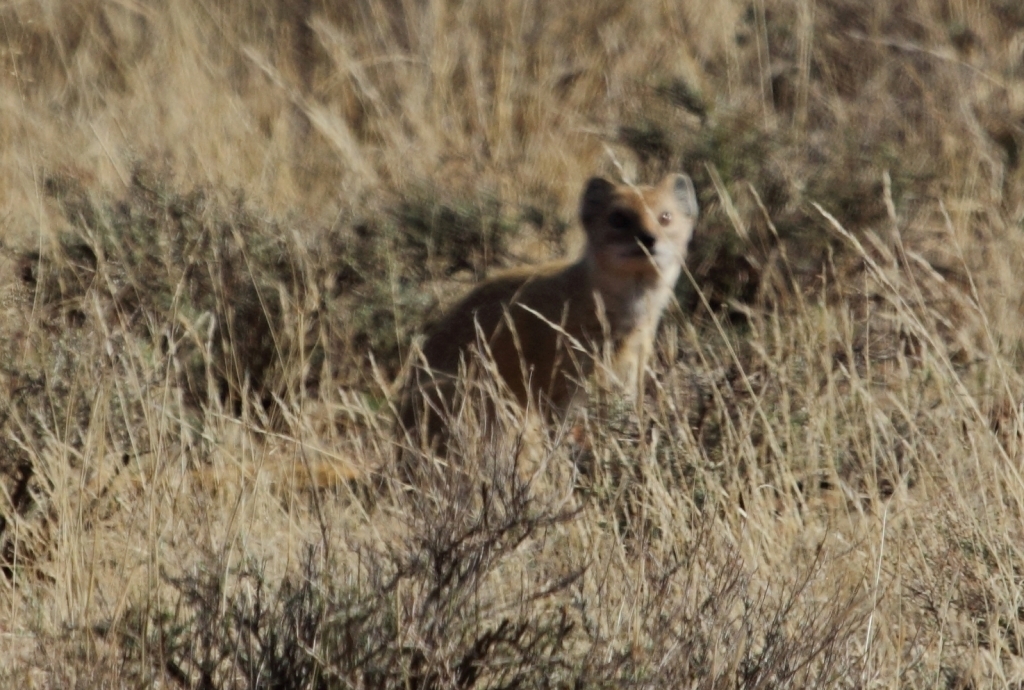 Image of Yellow Mongoose