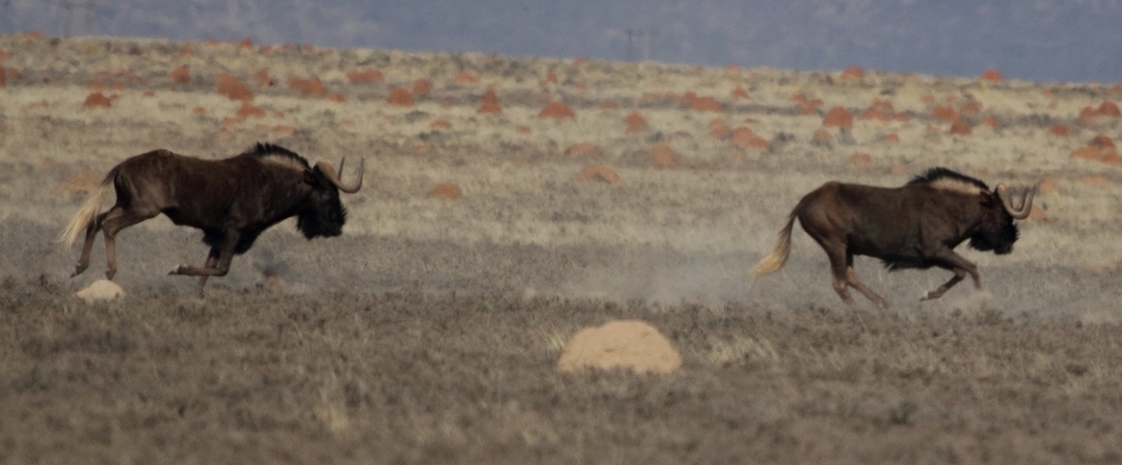 Image of Black Wildebeest