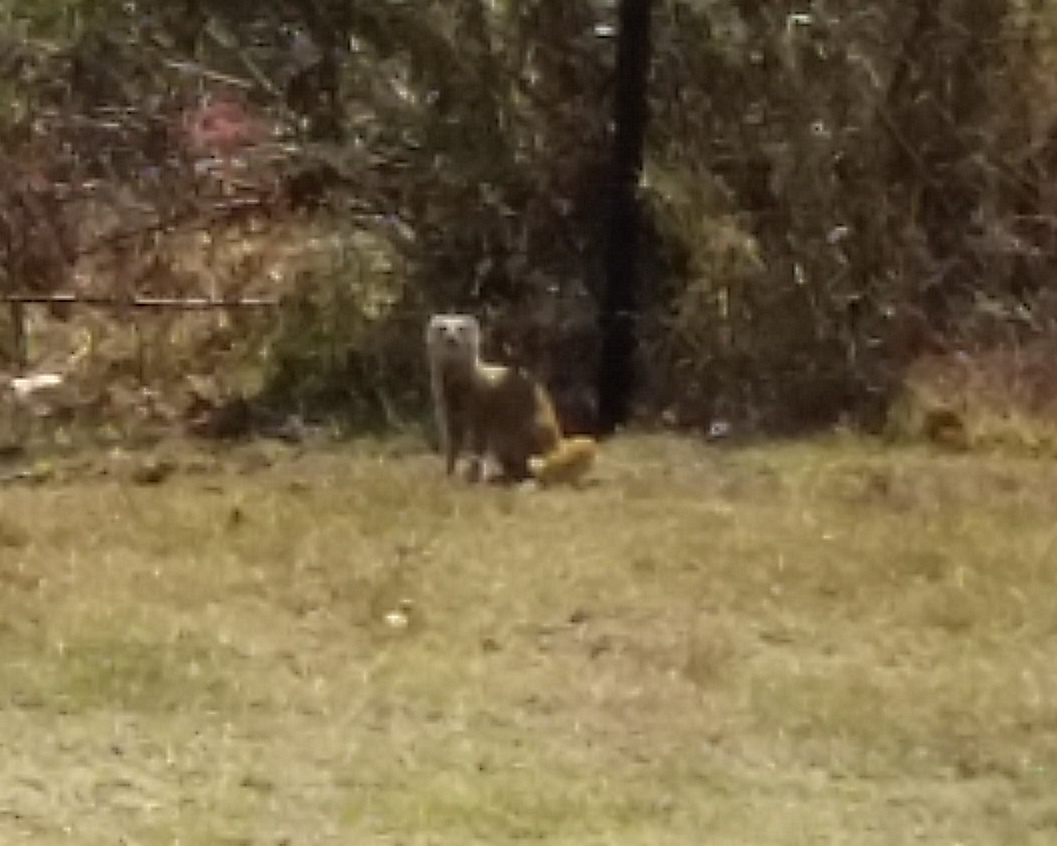 Image of Yellow Mongoose