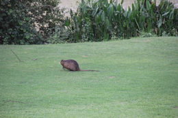 Image of Cane rat