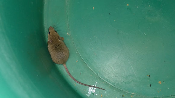 Image of Pygmy Mouse