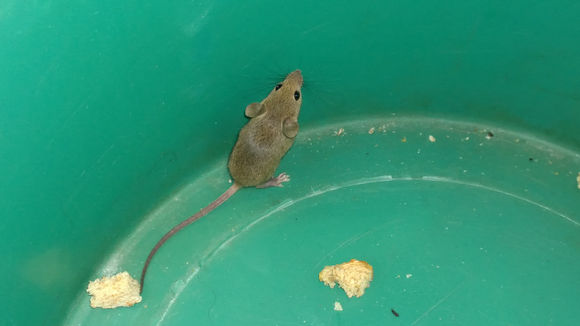 Image of Pygmy Mouse