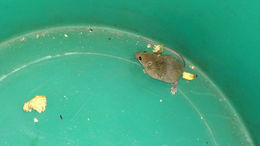 Image of Pygmy Mouse