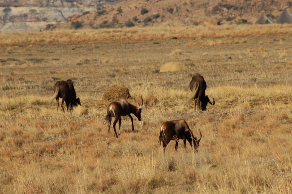 Image of Blesbok