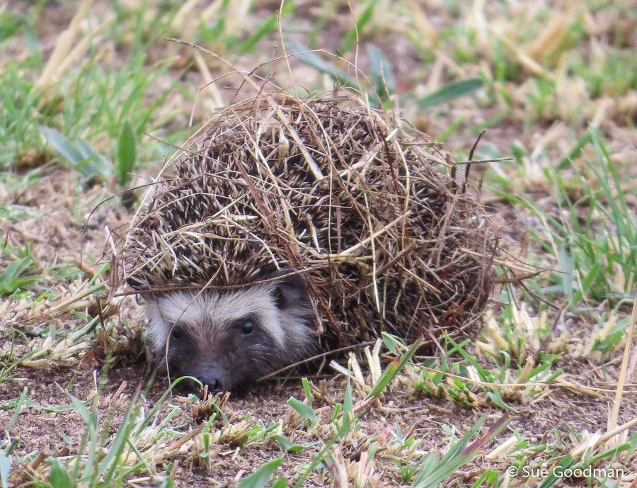 Image of South African Hedgehog