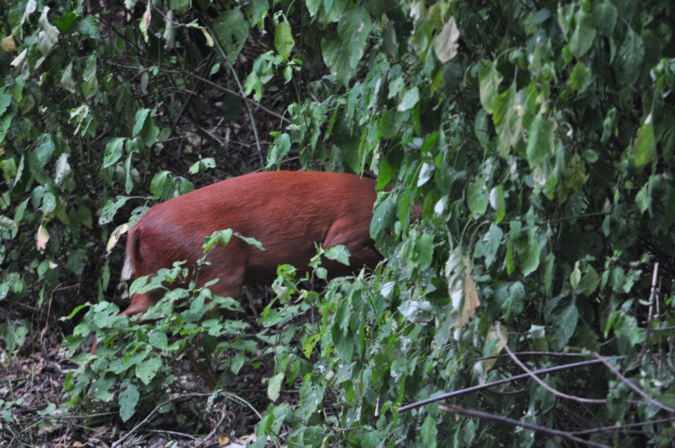 Image of Natal Duiker