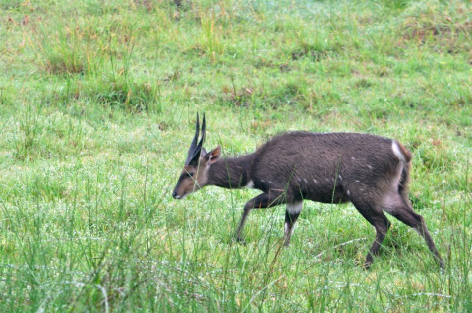 Image of Bushbuck