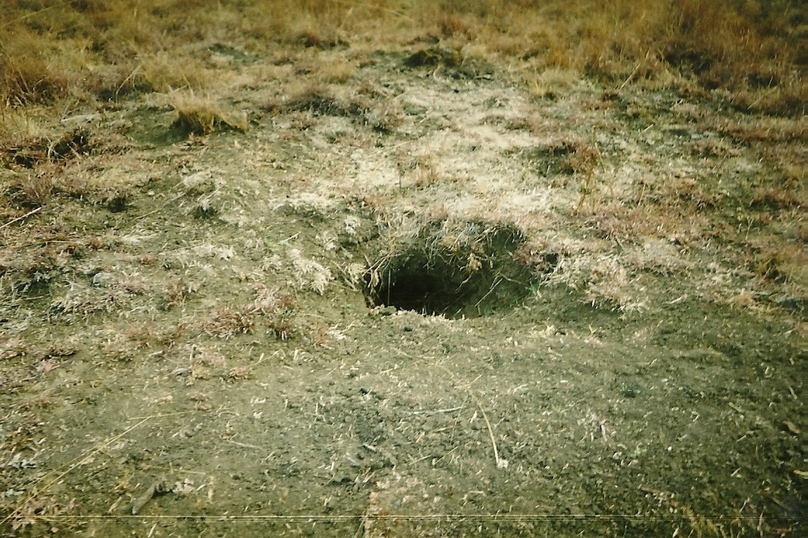 Image of Yellow Mongoose