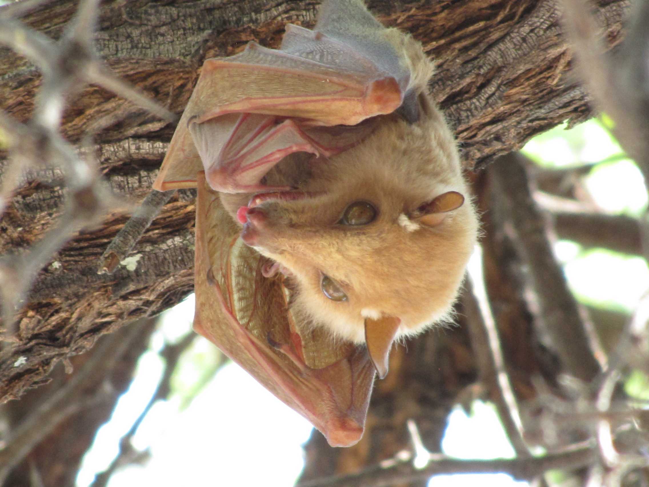 Image of Peters's Epauletted Fruit Bat