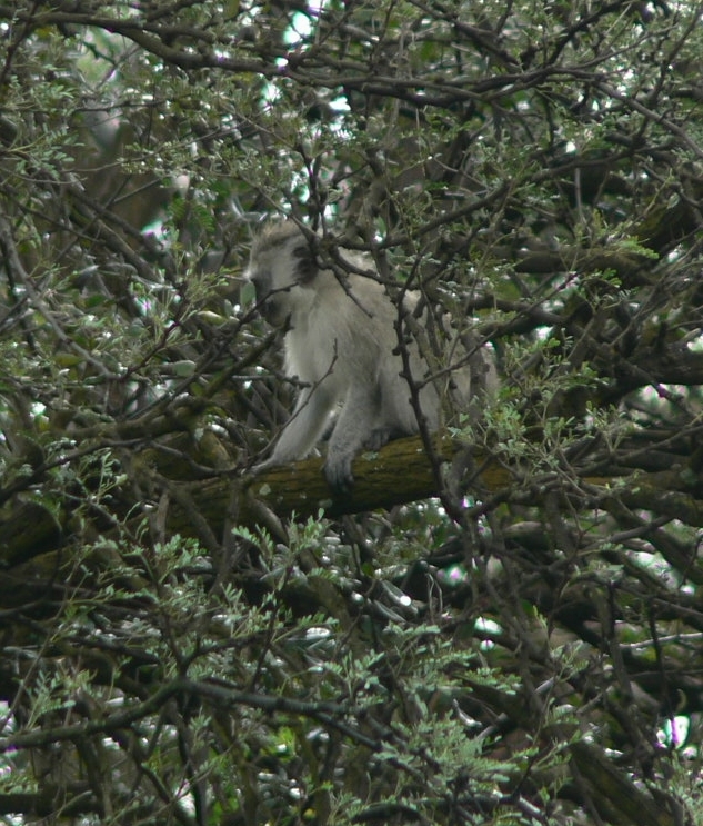 Plancia ëd Chlorocebus pygerythrus (F. Cuvier 1821)