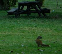 Image of Yellow Mongoose