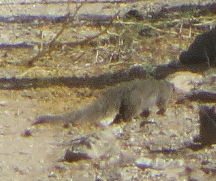 Image of mongooses