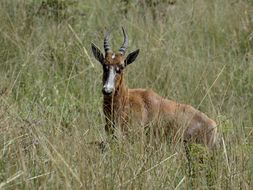 Image of Blesbok