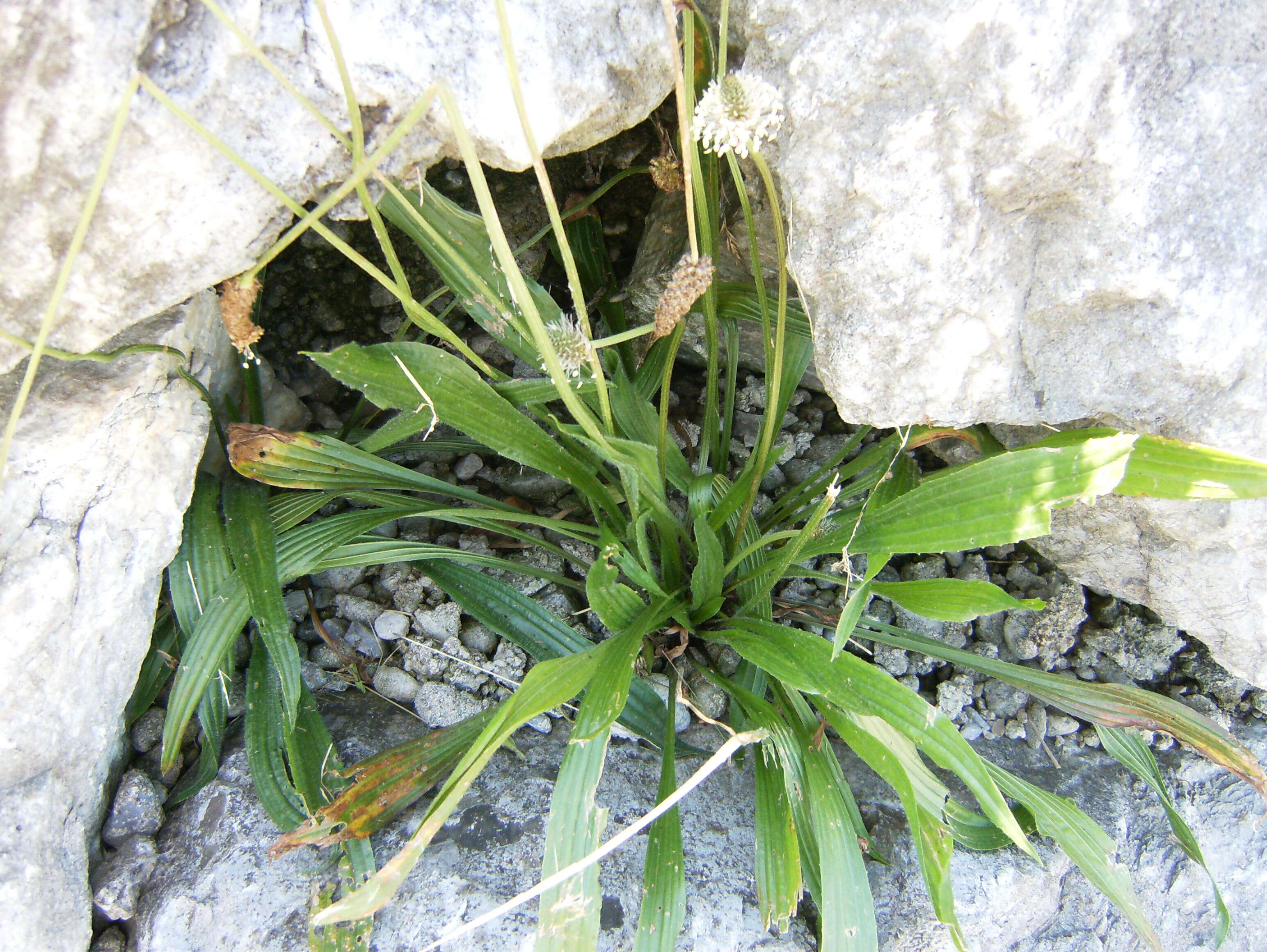 Image of Ribwort Plantain