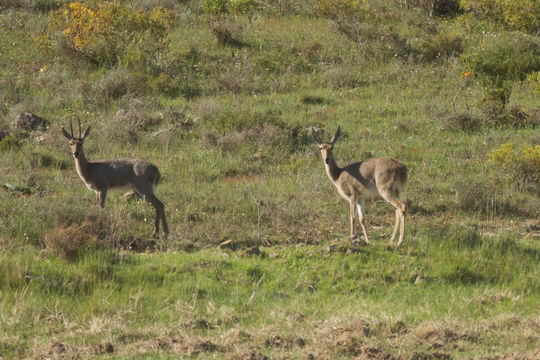 Image of Grey Rhebok