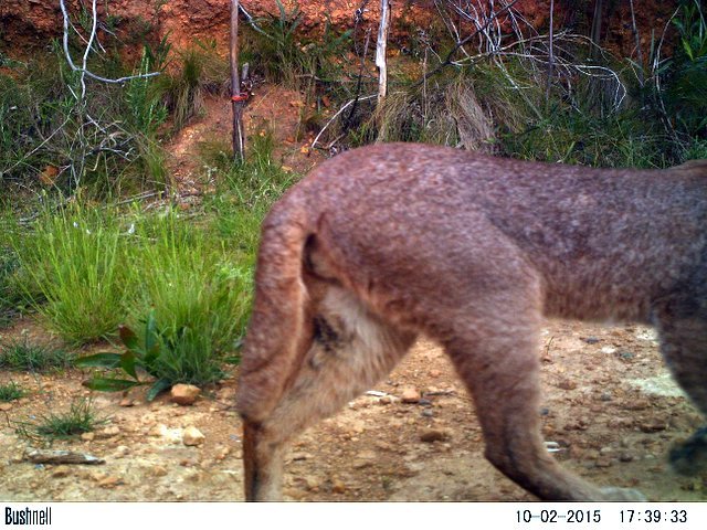 Image of Caracals