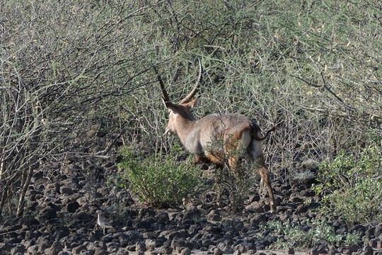 Image of Defassa Waterbuck