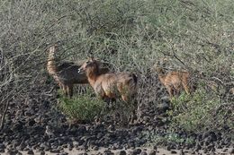 Image of Defassa Waterbuck