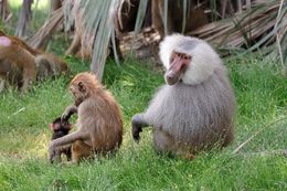 Image of hamadryas baboon