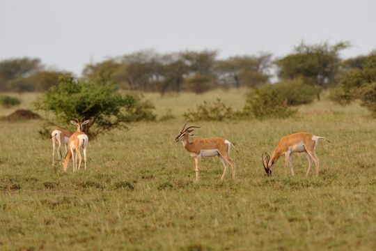 Image de Gazelle de Soemmerring