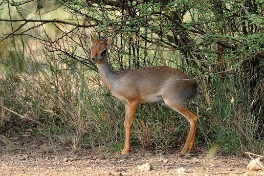 Image of Salt's Dikdik