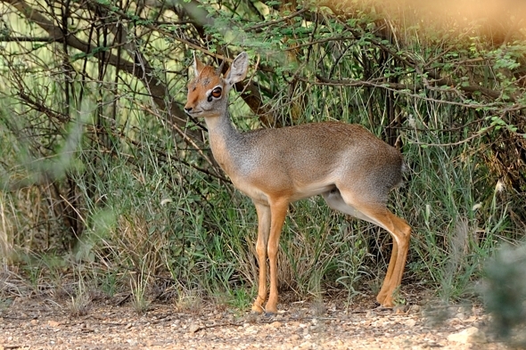 Image of Salt's Dikdik