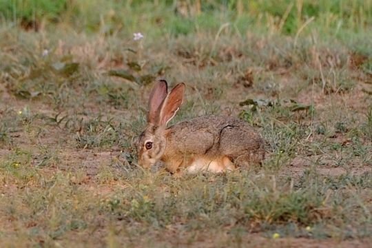 Image of Abyssinian Hare