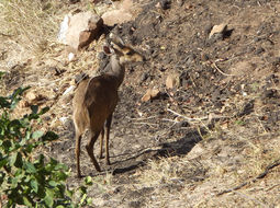 Image of Bushbuck