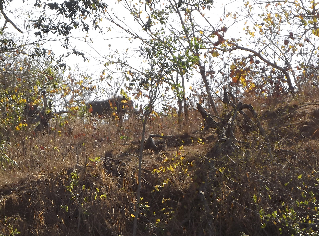 Image of Common Warthog