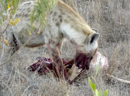 Image of Spotted Hyaenas