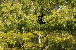 Colobus guereza Rüppell 1835 resmi