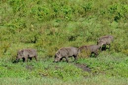 Image of Common Warthog