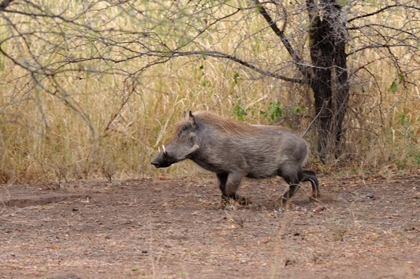 Image of Common Warthog