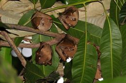 Image of Epauletted Fruit Bats