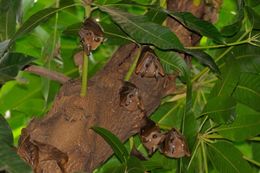 Image of Epauletted Fruit Bats