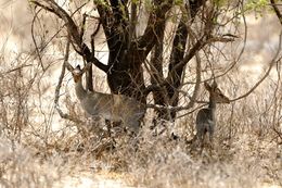 Image of Guenther's Dik-dik