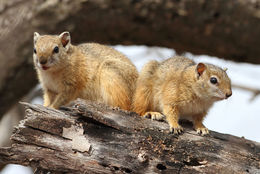 Image of Smith's Bush Squirrel