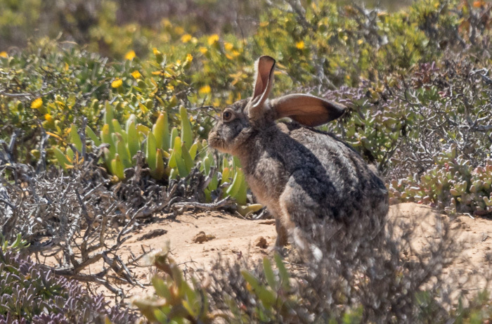 Lepus capensis Linnaeus 1758 resmi