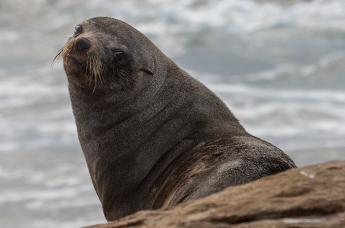 Image of fur seal