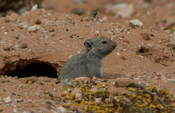 Parotomys brantsii (A. Smith 1834) resmi