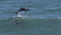 Image of Benguela Dolphin